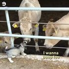 Pupper got a lot of boops to give