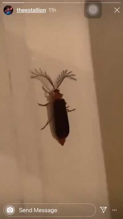 Eyelash Bug
