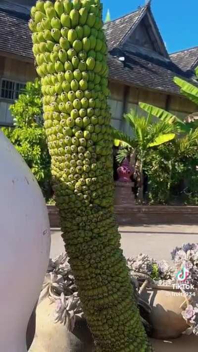 This is BANANAS