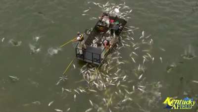 Electrofishing a school of invasive Asian Carp