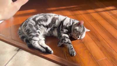 Sleepi Boi