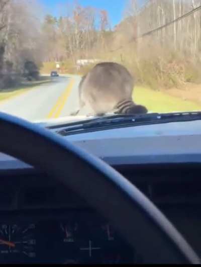 What the racoon doin