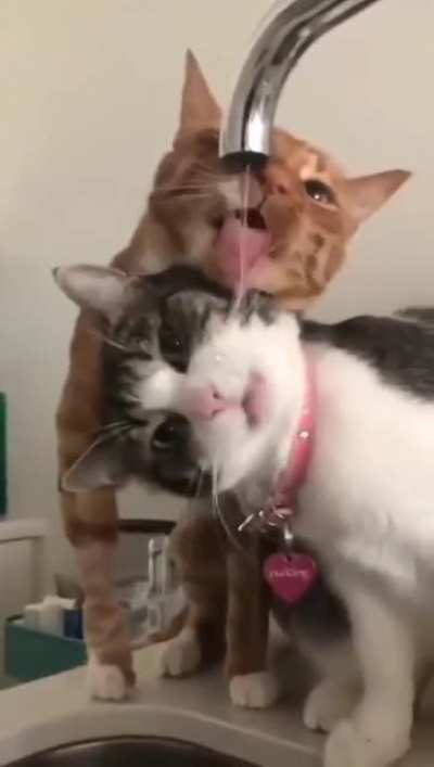 my dear cat drinks some such water