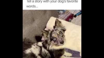 Dogs got lungs, I’ll give em that.