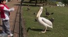 Pelican, The Hungry.