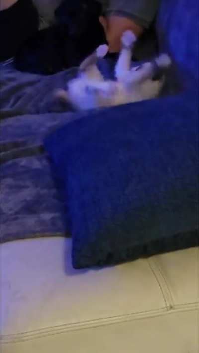 My kitten's kind of a goober