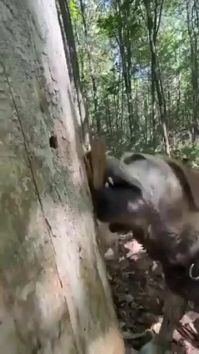 This is how trees are made
