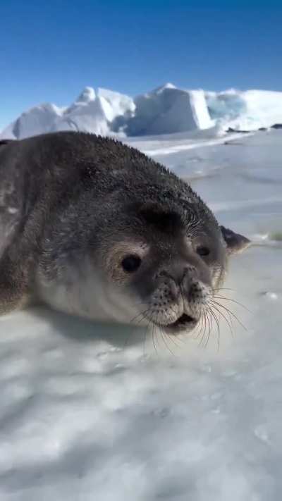 🔥introduction to an Antarctic Weddell seal