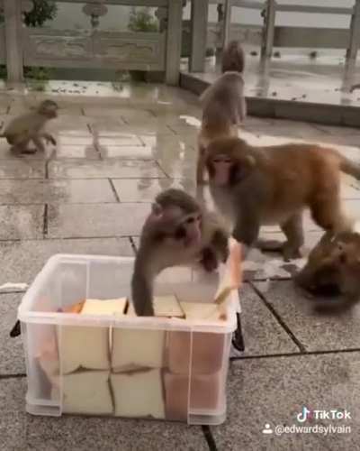 The monkey challenge