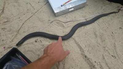 Snake Is Dead