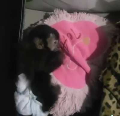 A mimir