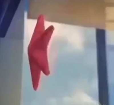 xd