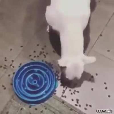 AliExpress or dogs fault? :D