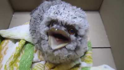 Angry boi