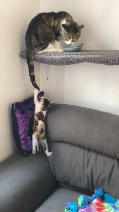 We rescued a kitten. This is how it’s going.