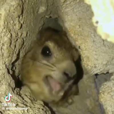 Screature 