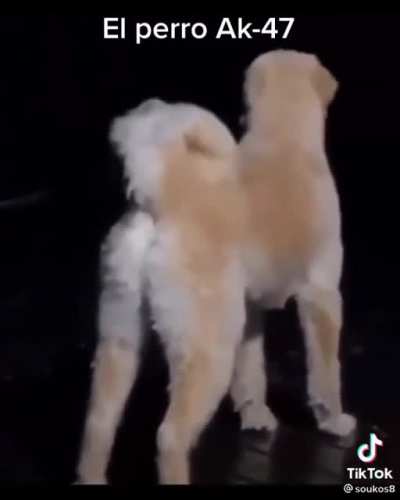 El perro Ak-47
