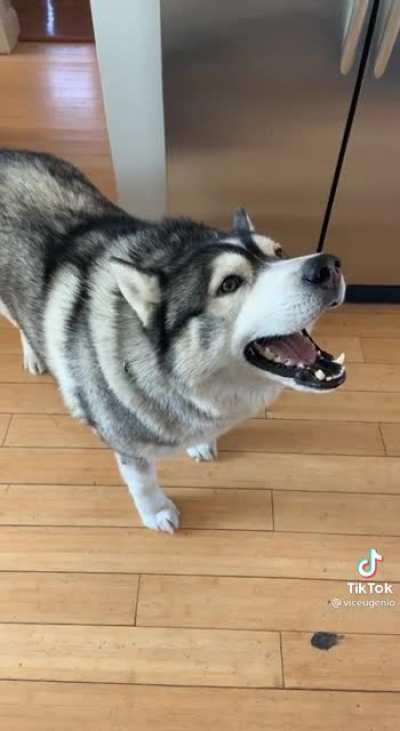 Husky