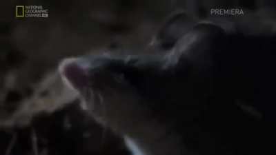 mouse