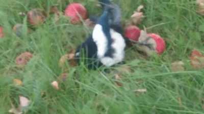 A magpie that ate a few too many fermented apples