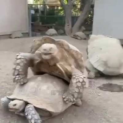 Y'all invited, C'mon down to the Tortoise Orgy