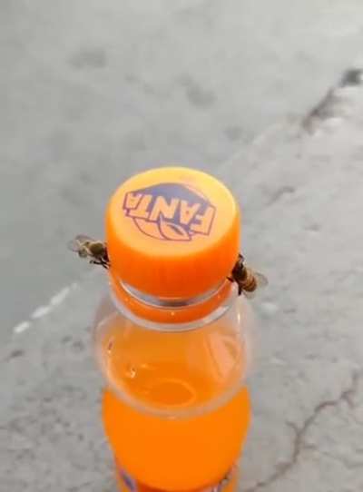 🔥 Two bees work together to open a Fanta bottle