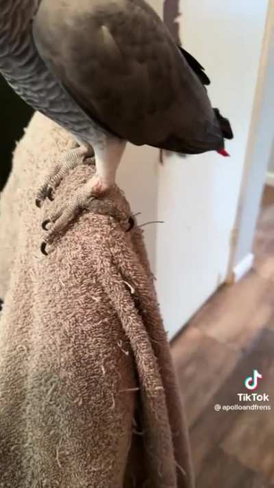 From apolloandfrens on tiktok. His first time using 