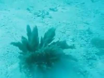 Sea plant disappears when touched