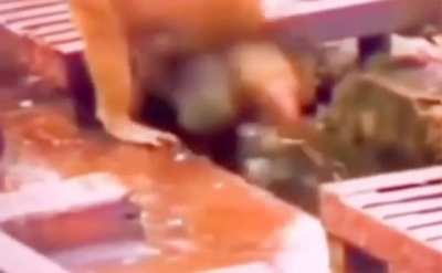 The monkey that brought the electrocuted monkey back to life by applying first aid.