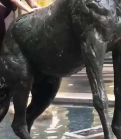 Winning the stupidity jackpot for climbing on a statue