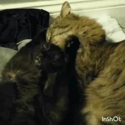 Hitcat strikes again
