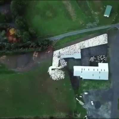 Aerial view of a Shepard dog doing his job.