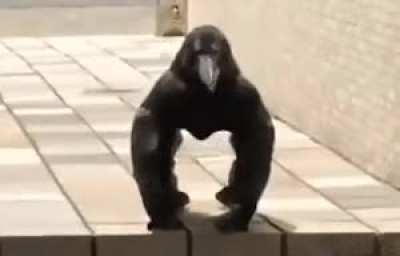 Why is this crow standing like a gorilla?!