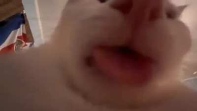 wunk