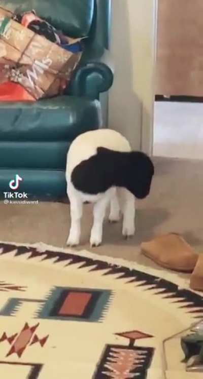Goat go brrrrrr