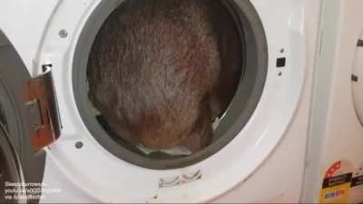 I bet their laundry smells like Hazel.