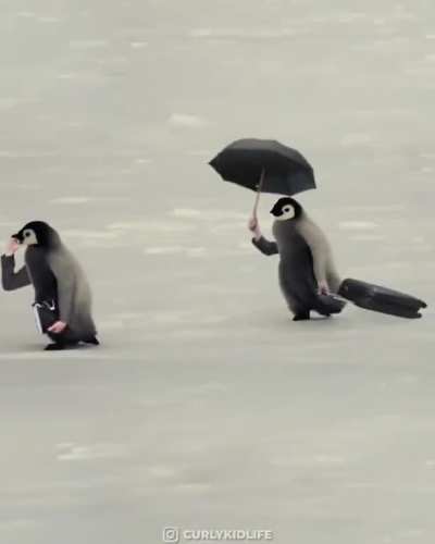 If birds had arms