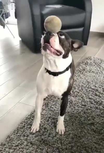 A dog that can surprise you