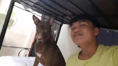Bugi