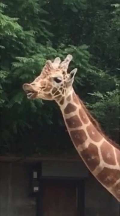 Witnessed this at the zoo... his face is priceless