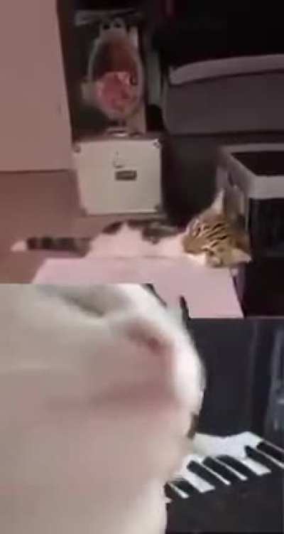Cool for cats