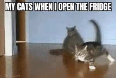 I wanted to make a gif meme