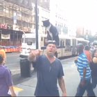 +10 intimidation