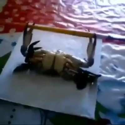 Crab