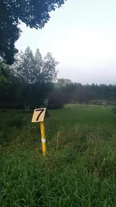 Surrounded by deer!