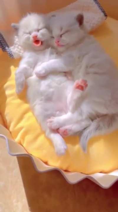 Two sleeping cuties