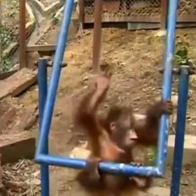 nooo monke 😔