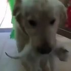 She protects.