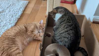 Taps and slaps, normal sibling kitty things!