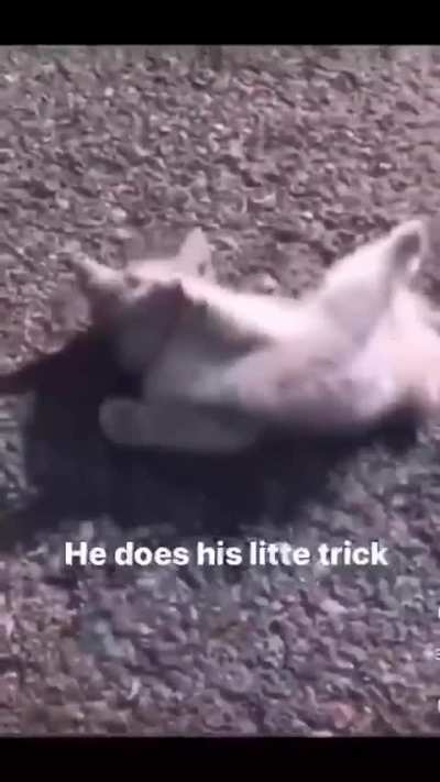 Wunkus skills